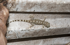 Gekko chinensis