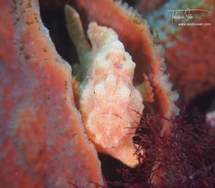 Painted Frogfish