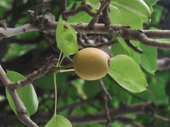 Pyrus pyrifolia
