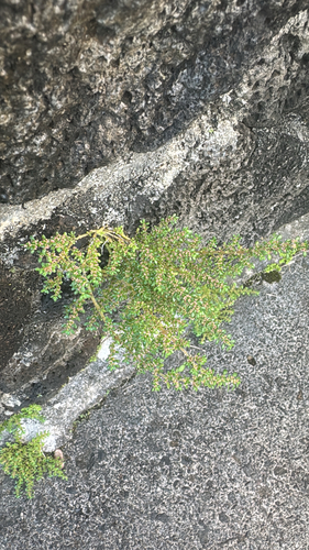 Pilea microphylla observed 2026-09-29