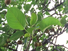 Pyrus pyrifolia