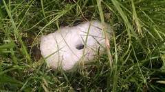 Leptodactylus luctator