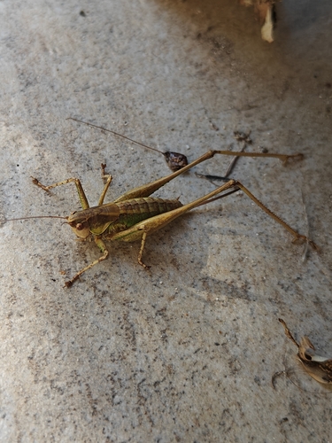 Rhacocleis annulata