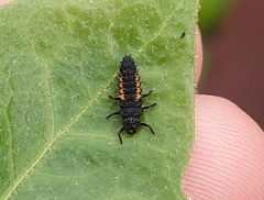 Harmonia axyridis