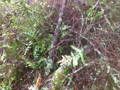 Polypodium scouleri image