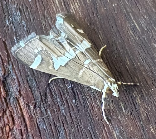 Hawaiian Beet Webworm Moth