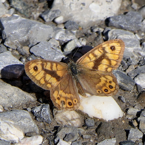 Wall Brown