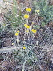 Hymenopappus filifolius nanus