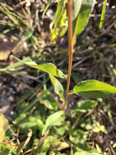 Urophyllum observed 2026-10-12