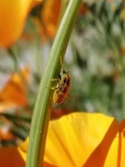 Mycterus curculioides