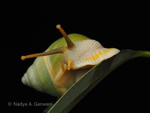 Amphidromus, 2026-10-12
