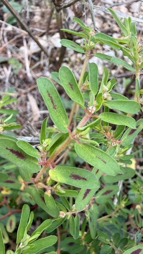 Spotted spurge