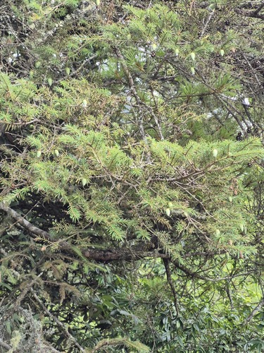 Tsuga dumosa observed 2026-09-18