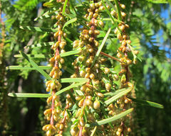 Metasequoia glyptostroboides