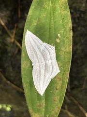 Acropteris leptaliata