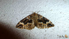 Lampropteryx suffumata