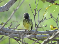 Todirostrum maculatum
