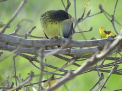 Todirostrum maculatum
