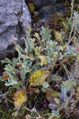 Smelowskia calycina, 2026-09-24