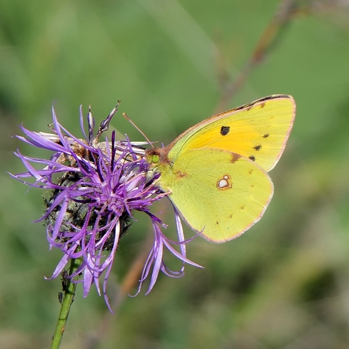 Clouded Yellow