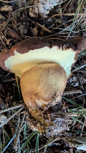Bay Bolete