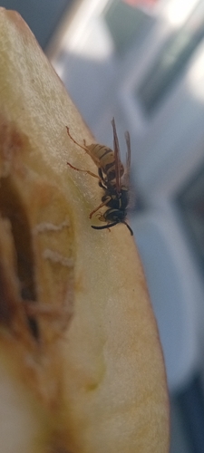 Common European Yellowjacket