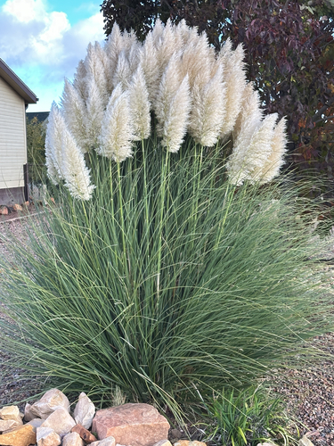 Pampas Grass