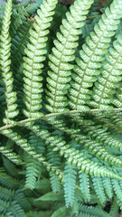 Dryopteris
