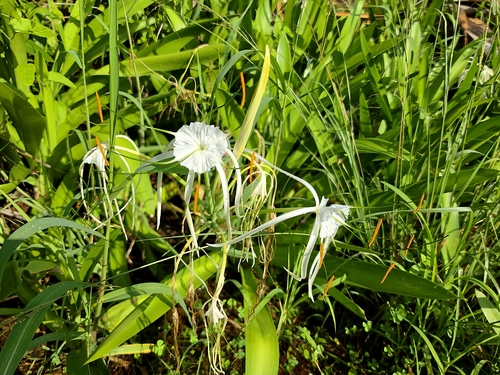Hymenocallis littoralis observed 2026-10-12