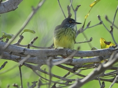 Todirostrum maculatum