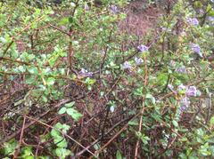 Ceanothus masonii