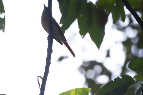 Pericrocotus roseus observed 2026-10-01