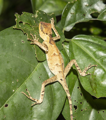 Acanthosaura lepidogaster