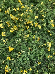 Lotus corniculatus