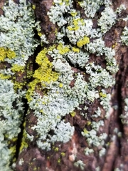 Fungi