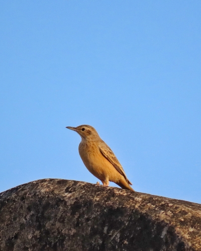 iNaturalist image