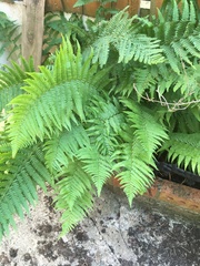 Dryopteris