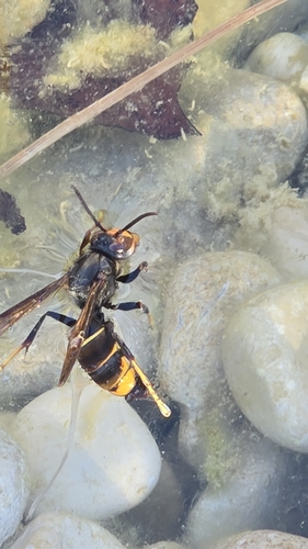 Yellow-legged Hornet