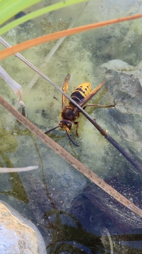 European Hornet