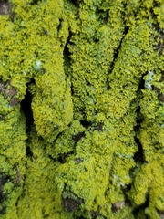 Fungi