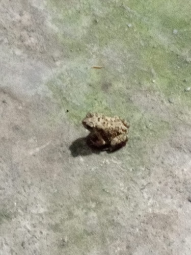 Asian Common Toad