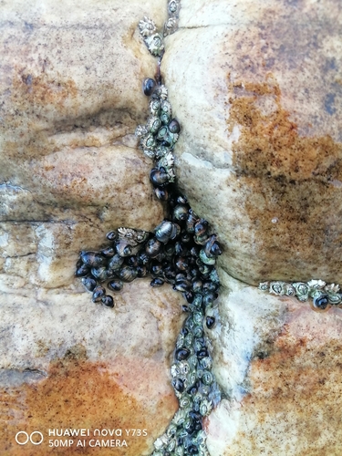 Afrolittorina knysnaensis observed 2026-10-11