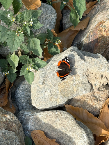 Red Admiral