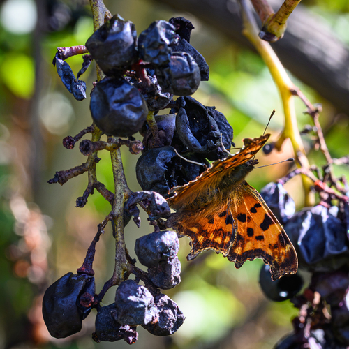 European Comma
