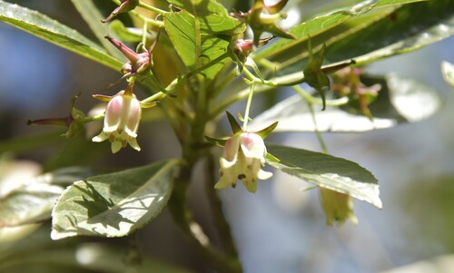 Forgesia racemosa observed 2026-09-25