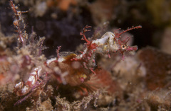 Idiotropiscis lumnitzeri