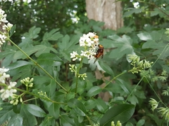 Volucella inflata