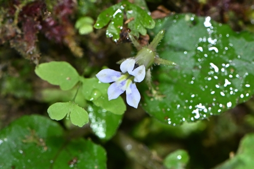 Lobelia zeylanica observed 2026-10-09