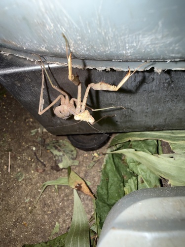 Carolina Mantis