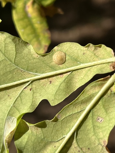 Common Spangle Gall Wasp